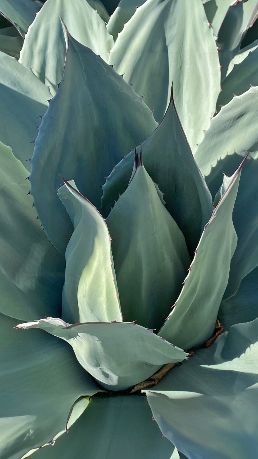 Agave