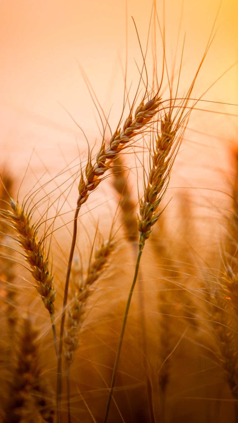 Barley