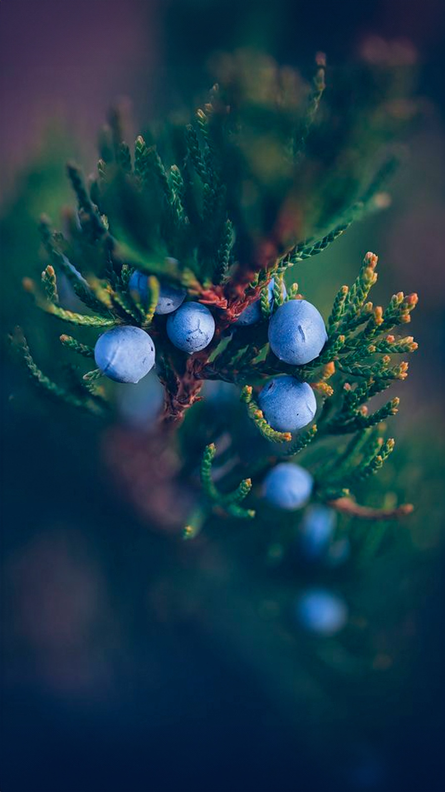 Juniper