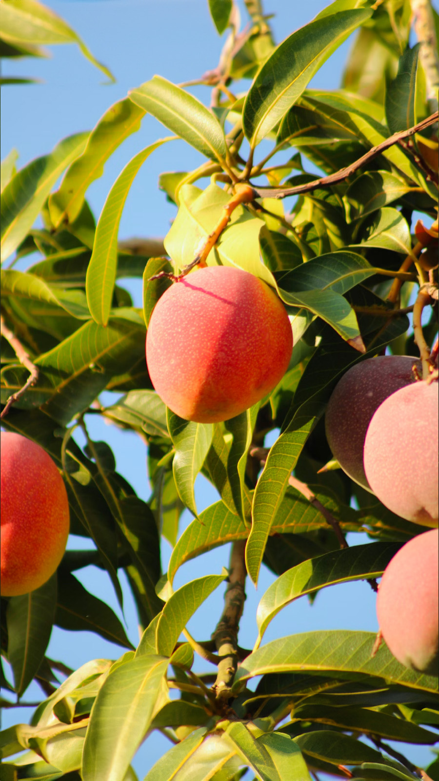 Mango