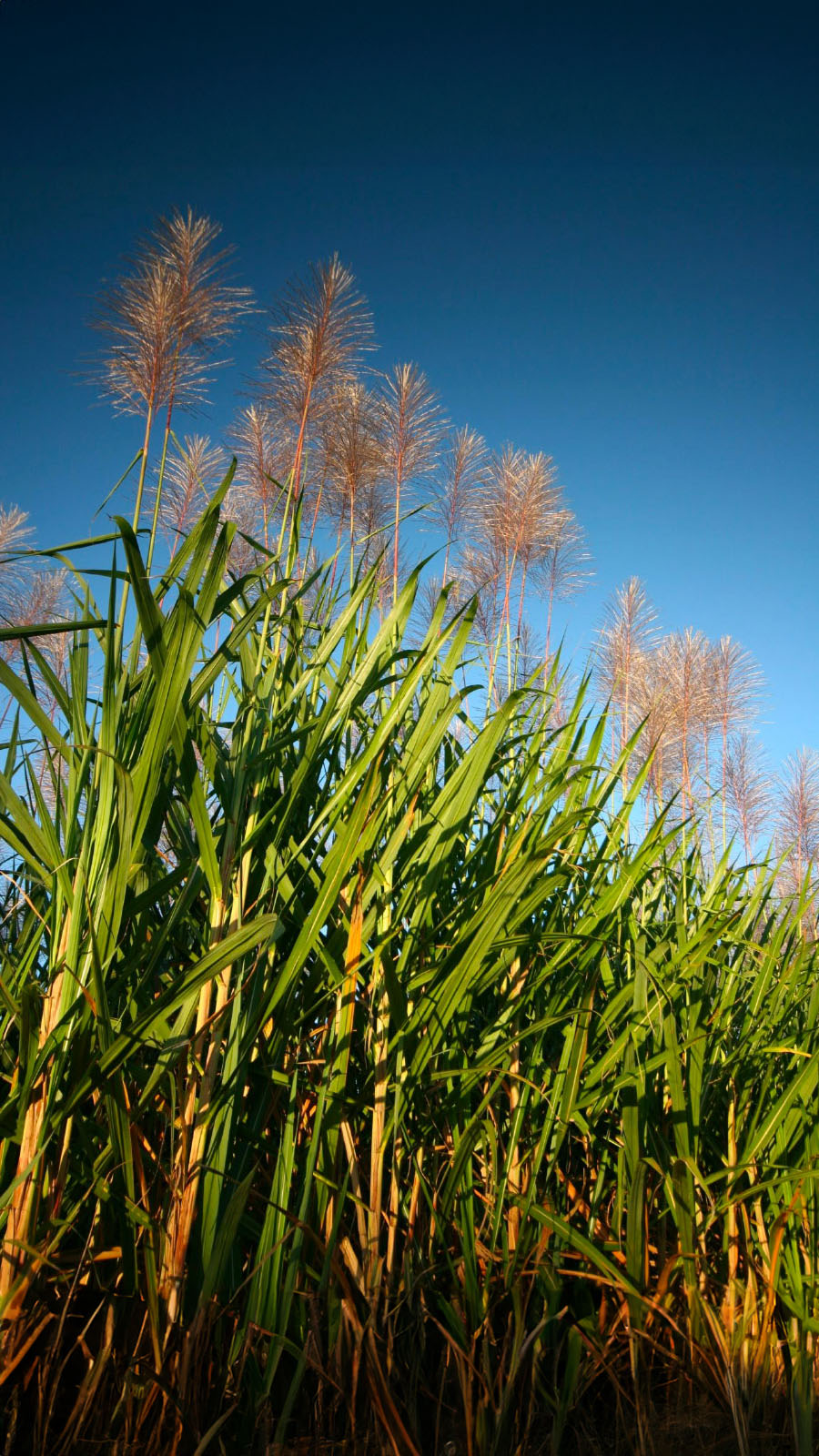 Sugarcane