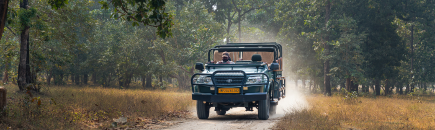 Safari drive through the forest